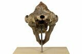 Fossil Cave Bear (Ursus spelaeus) Skull - Extremely Large! #240205-4